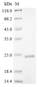Greater than 85% as determined by SDS-PAGE.Recombinant Mouse Er Lumen Protein Retaining Receptor 2 (KDELR2) Protein (His)