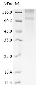 Greater than 85% as determined by SDS-PAGE.Recombinant Human Frizzled-3 (FZD3) Protein (His)