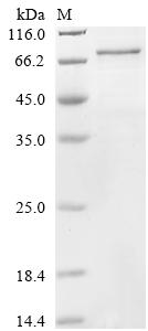Greater than 85% as determined by SDS-PAGE.