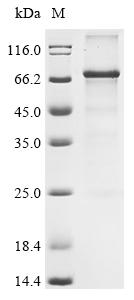 Greater than 85% as determined by SDS-PAGE.