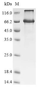 Greater than 85% as determined by SDS-PAGE.
