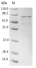Greater than 85% as determined by SDS-PAGE.Recombinant Human Dna Dc->Du-Editing Enzyme Apobec-3G (APOBEC3G) Protein (His-SUMO)