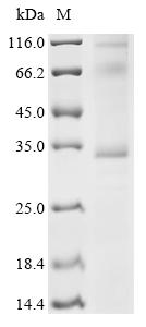Greater than 85% as determined by SDS-PAGE.