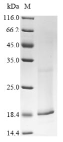 Greater than 90% as determined by SDS-PAGE.