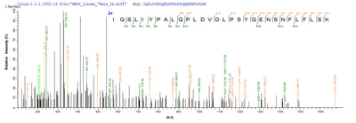 Based on the SEQUEST from database of E.coli host and target protein, the LC-MS/MS Analysis result of this product could indicate that this peptide derived from E.coli-expressed Homo sapiens (Human) AADAC.Recombinant Human Arylacetamide Deacetylase (AADAC) Protein (His-SUMO&Myc)