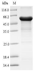 Greater than 90% as determined by SDS-PAGE.Recombinant Human Arylacetamide Deacetylase (AADAC) Protein (His-SUMO&Myc)