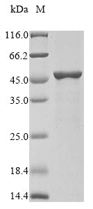 Greater than 85% as determined by SDS-PAGE.Recombinant Human Arylacetamide Deacetylase (AADAC) Protein (His)