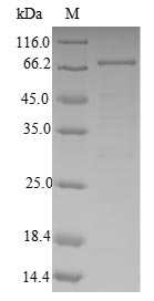 Greater than 90% as determined by SDS-PAGE.Recombinant Human 4-Aminobutyrate Aminotransferase, Mitochondrial (ABAT) Protein (His-SUMO&Myc)