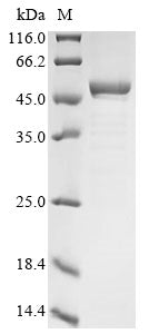 Greater than 85% as determined by SDS-PAGE.Recombinant Mycobacterium Bovis 4-Aminobutyrate Aminotransferase (GABT) Protein (His&Myc)