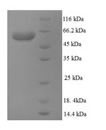 Greater than 90% as determined by SDS-PAGE.
