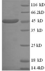 Greater than 90% as determined by SDS-PAGE.