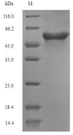 Greater than 90% as determined by SDS-PAGE.
