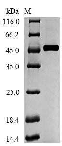 Greater than 90% as determined by SDS-PAGE.