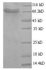 Greater than 90% as determined by SDS-PAGE.