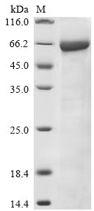 Greater than 85% as determined by SDS-PAGE.