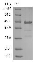Greater than 90% as determined by SDS-PAGE.