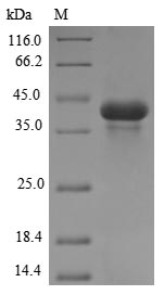 Greater than 85% as determined by SDS-PAGE.Recombinant Meleagris Gallopavo Acrosin (ACR) Protein (His&Myc)