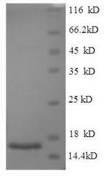Greater than 90% as determined by SDS-PAGE.