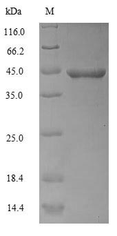 Greater than 90% as determined by SDS-PAGE.Recombinant Human Actin, Alpha Skeletal Muscle (ACTA1) Protein (His)