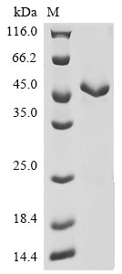 Greater than 85% as determined by SDS-PAGE.