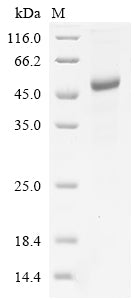 Greater than 90% as determined by SDS-PAGE.