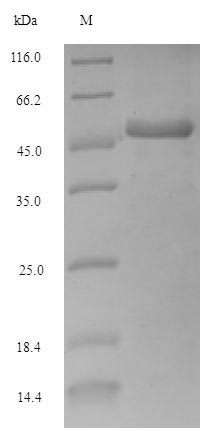 Greater than 90% as determined by SDS-PAGE.