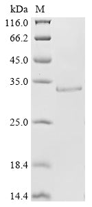 Greater than 90% as determined by SDS-PAGE.