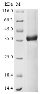 Greater than 85% as determined by SDS-PAGE.Recombinant Human A Disintegrin And Metalloproteinase With Thrombospondin Motifs 4 (ADAMTS4) Protein (GST)