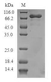 Greater than 90% as determined by SDS-PAGE.