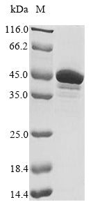 Greater than 85% as determined by SDS-PAGE.Recombinant Human Double-Stranded Rna-Specific Adenosine Deaminase (ADAR) Protein (GST)