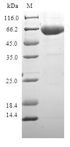 Greater than 90% as determined by SDS-PAGE.
