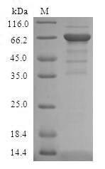 Greater than 90% as determined by SDS-PAGE.