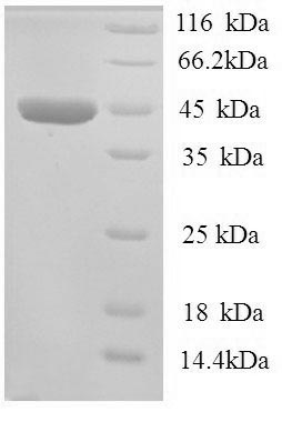 Greater than 90% as determined by SDS-PAGE.Recombinant Human All-trans-retinol dehydrogenase [NAD (ADH7) Protein (His)