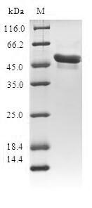 Greater than 90% as determined by SDS-PAGE.Recombinant Human Amino-Terminal Enhancer Of Split (AES) Protein (GST)
