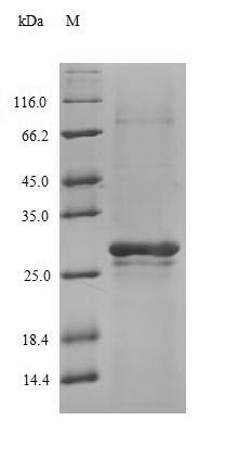 Greater than 90% as determined by SDS-PAGE.
