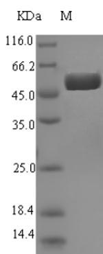 Greater than 90% as determined by SDS-PAGE.