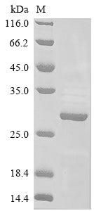 Greater than 85% as determined by SDS-PAGE.