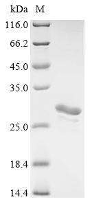 Greater than 85% as determined by SDS-PAGE.Recombinant Human Agrin (AGRN) Protein (His)