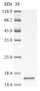 Greater than 85% as determined by SDS-PAGE.Recombinant Human Type-1 Angiotensin Ii Receptor (AGTR1) Protein (His&Myc)