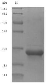 Greater than 90% as determined by SDS-PAGE.Recombinant Human Type-2 Angiotensin Ii Receptor (AGTR2) Protein (His-SUMO)
