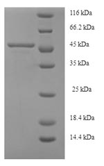 Greater than 90% as determined by SDS-PAGE.