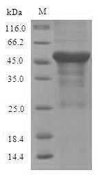 Greater than 90% as determined by SDS-PAGE.