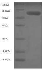 Greater than 90% as determined by SDS-PAGE.