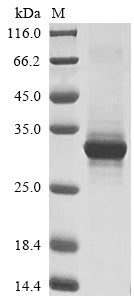 Greater than 90% as determined by SDS-PAGE.Recombinant Mouse Single-Stranded Dna Cytosine Deaminase (AICDA) Protein (His&Myc)