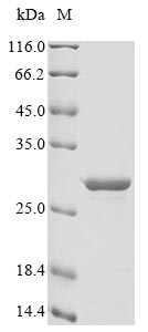 Greater than 90% as determined by SDS-PAGE.
