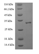 Greater than 90% as determined by SDS-PAGE.