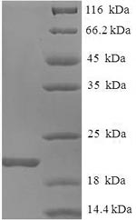 Greater than 90% as determined by SDS-PAGE.Recombinant Mouse Allograft Inflammatory Factor 1 (AIF1) Protein (His)