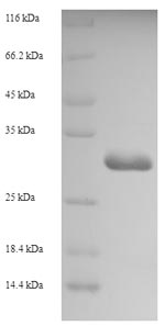 Greater than 90% as determined by SDS-PAGE.