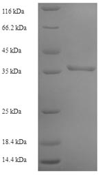 Greater than 90% as determined by SDS-PAGE.