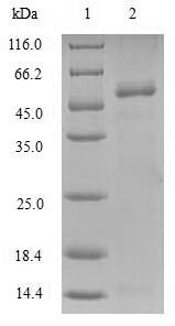 Greater than 90% as determined by SDS-PAGE.